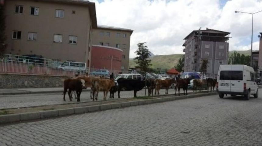 Hakkari&rsquo;de Başıboş Hayvan Sorunu