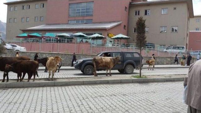 Hakkari’de Başıboş Hayvan Sorunu 1