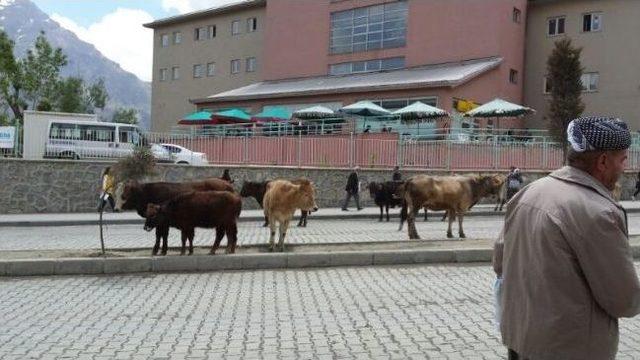 Hakkari’de Başıboş Hayvan Sorunu 2