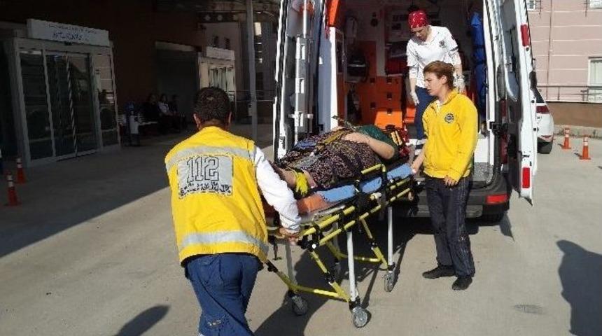 Asma Yaprağı Toplarken Canından Oluyordu