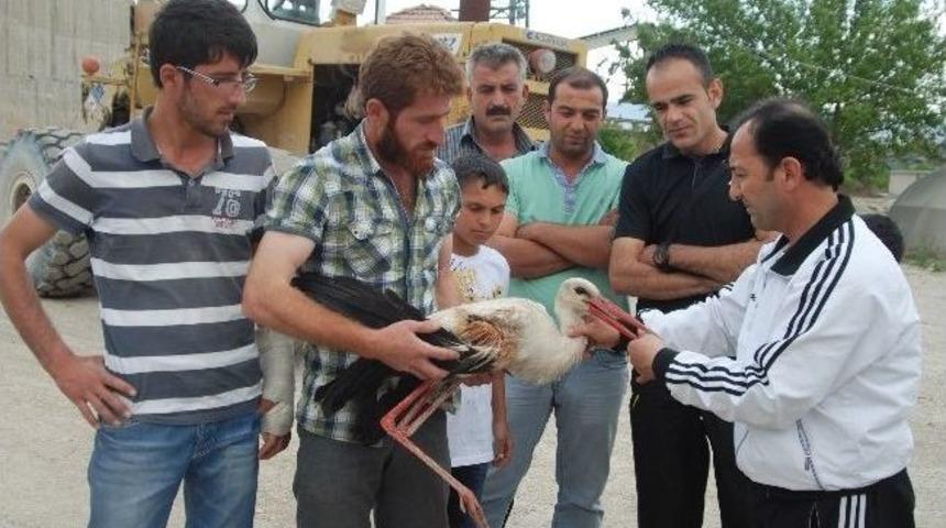Yaralı Leylek Tedavi Altına Alındı