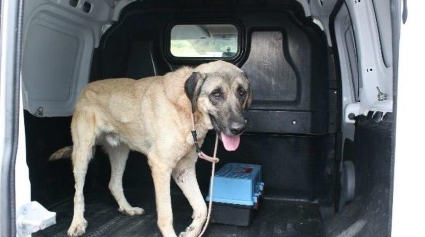 Polis Bu Sefer Yaralı K&ouml;peği Kurtardı