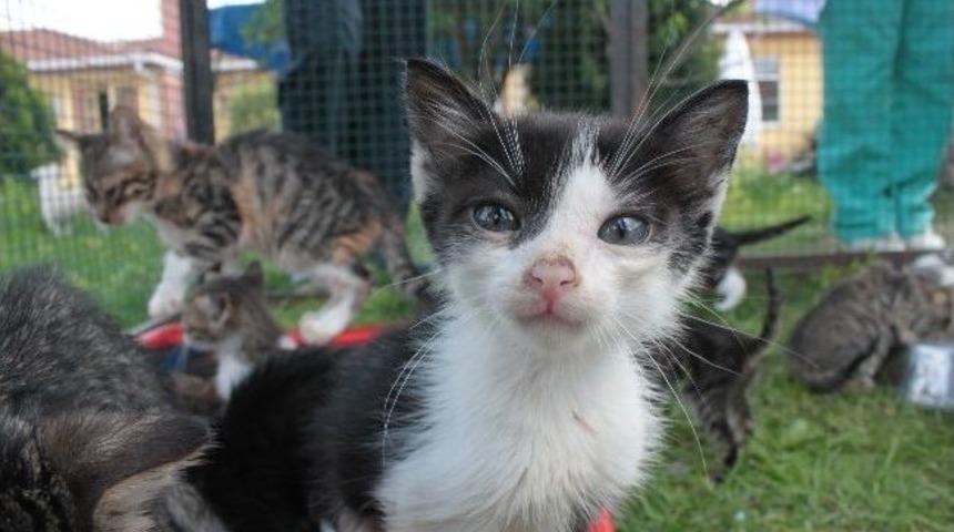 (&ouml;zel Haber) Yavru Kediler Sahiplerini Bekliyor