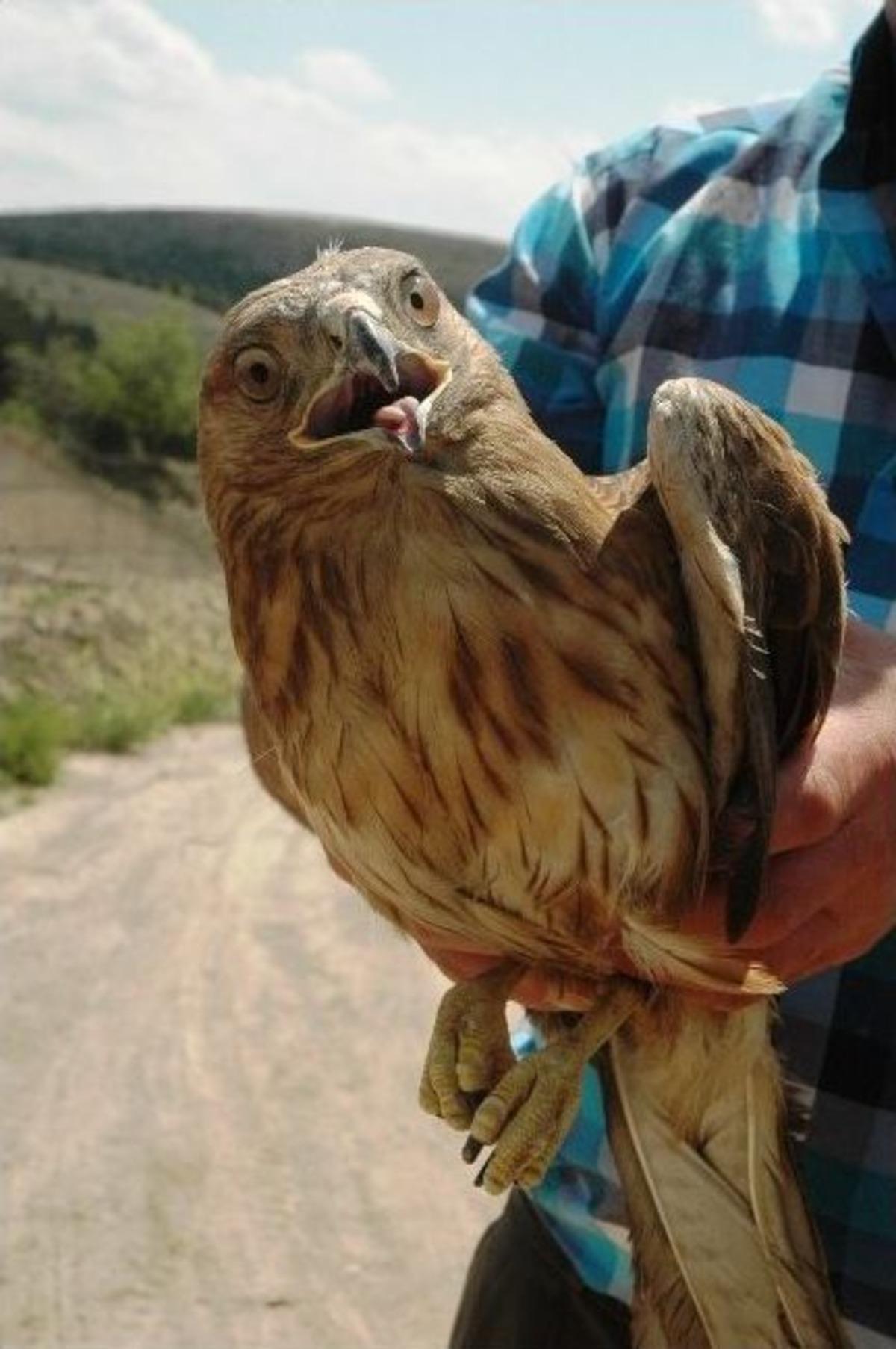 (&ouml;zel Haber) Tedavileri Biten Kızıl Şahinler Doğaya Salındı