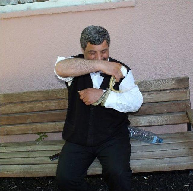 Elini Sokan Yılanı Alıp Hastaneye Koştu 1