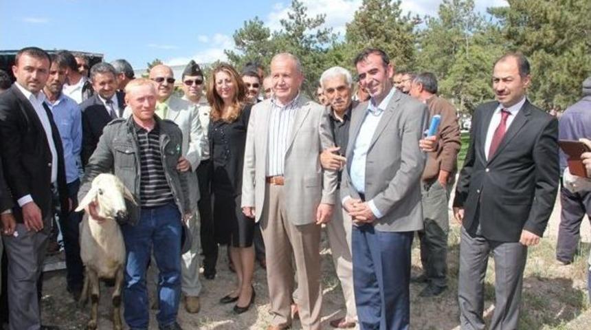 Nevşehir&rsquo;de &Uuml;reticilere Damızlık Ko&ccedil; Dağıtıldı