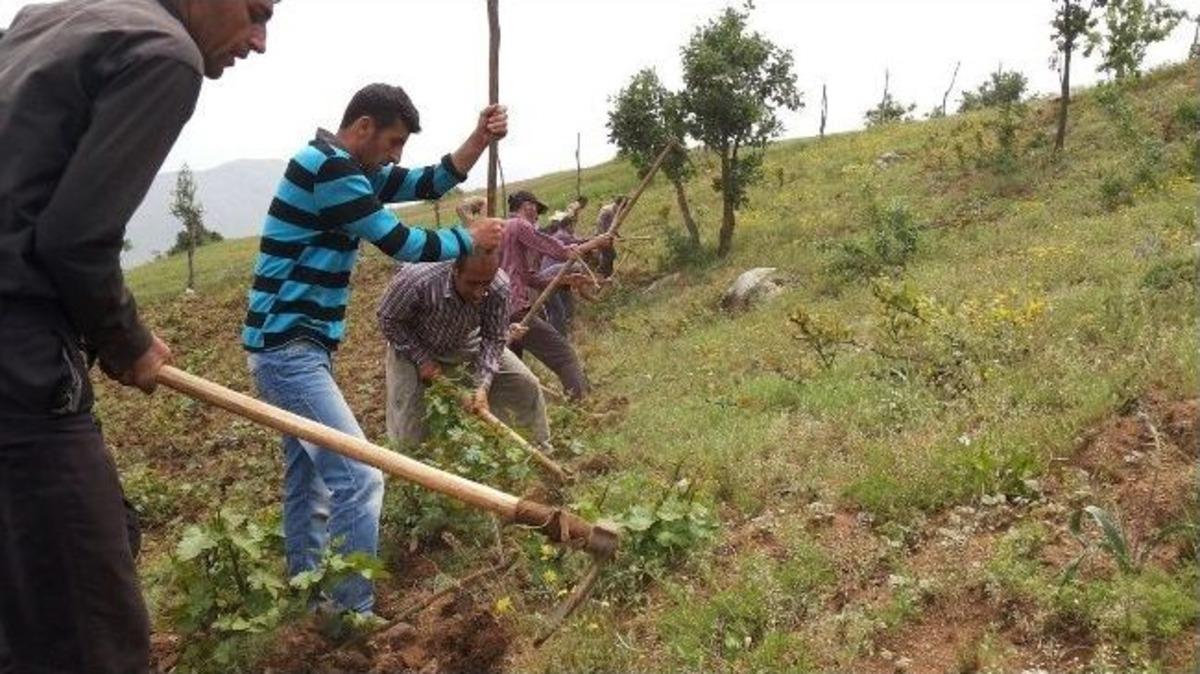 Derecik&rsquo;te Bağ Temizleme &Ccedil;alışması