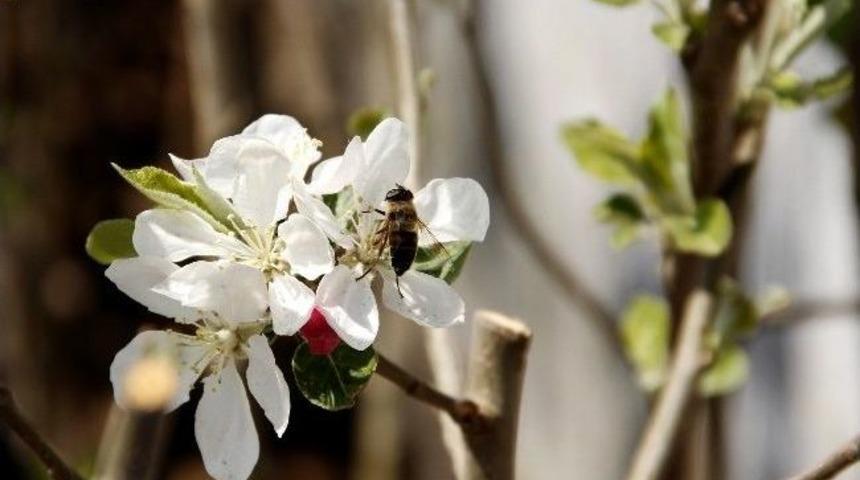 Ahlat&rsquo;ta Fidan Satışlarında Artış