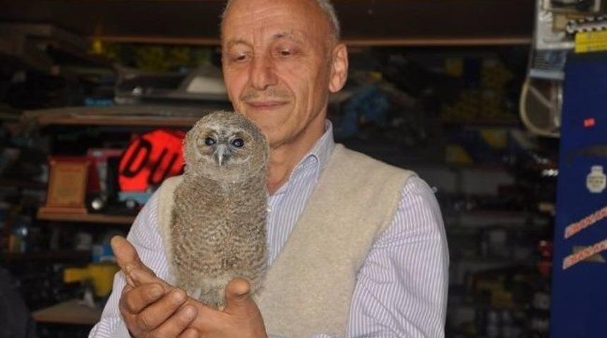 Yolunu Şaşıran Baykuş D&uuml;kkana Girdi