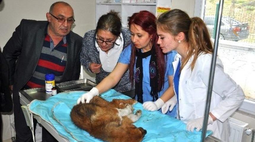 Yaralı K&ouml;peğe, Kastamonu Belediyesi Sahip &Ccedil;ıktı
