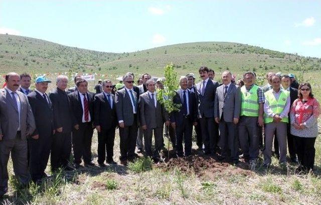 Yozgat Spor Vadisine 93 Bin Fidan Dikildi 1