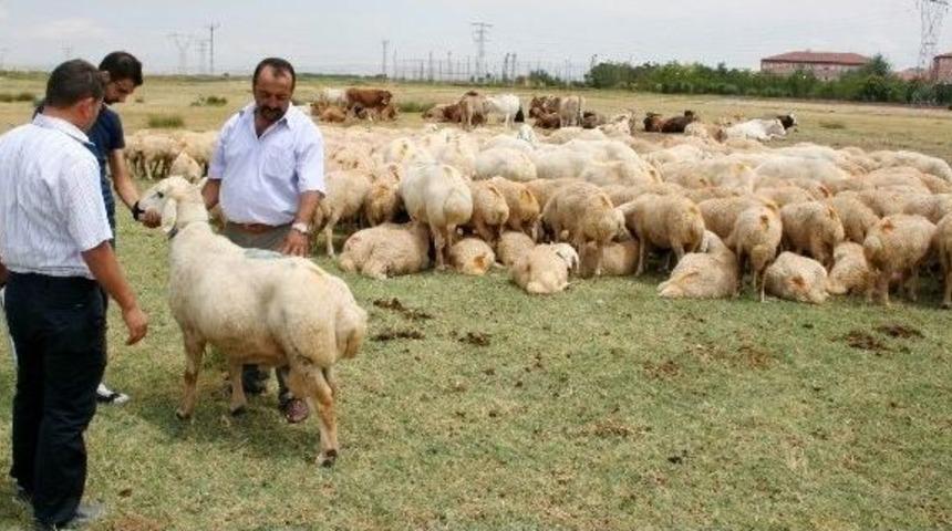 (&ouml;zel Haber) - 650 Bin Hayvan &Uuml;cretsiz Aşılanıyor