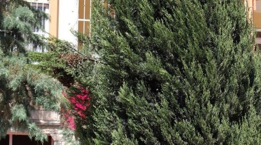 Korkuteli'nde Arılar Ağa&ccedil; Dalına Oğul Yaptı