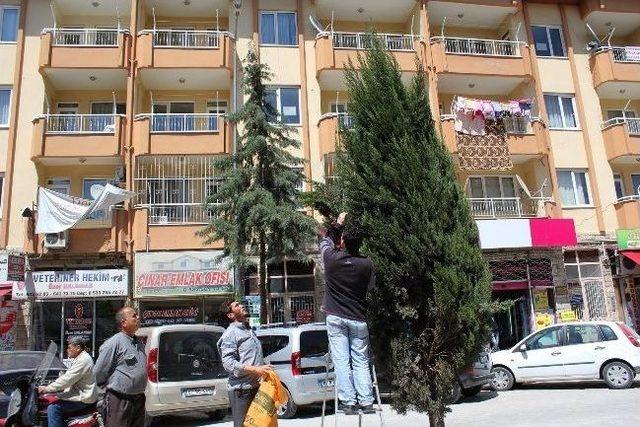 Korkuteli nde Arılar Ağaç Dalına Oğul Yaptı 1