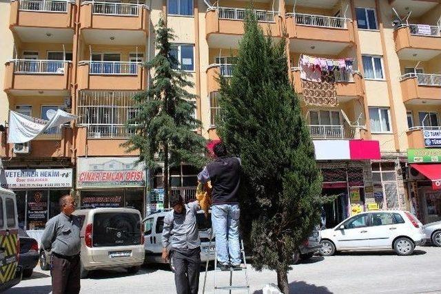 Korkuteli nde Arılar Ağaç Dalına Oğul Yaptı 2