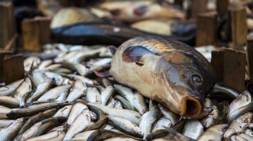 Ahlat&rsquo;ta Ka&ccedil;ak Avlanmış Balık Ele Ge&ccedil;irildi