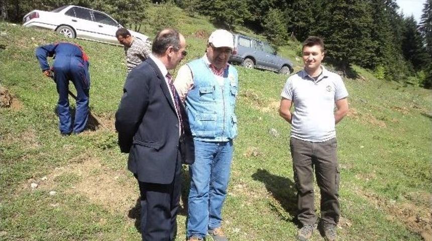 K&uuml;re İl&ccedil;e M&uuml;ft&uuml;l&uuml;ğ&uuml;'nden Hatıra Ormanı