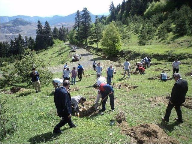 K&uuml;re İl&ccedil;e M&uuml;ft&uuml;l&uuml;ğ&uuml; nden Hatıra Ormanı 1