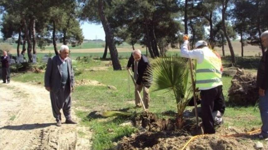 Mezarlıklara Fidan Takviyesi