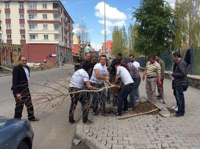 Kars Belediyesi'nde Kenti Ağaçlandırıyor