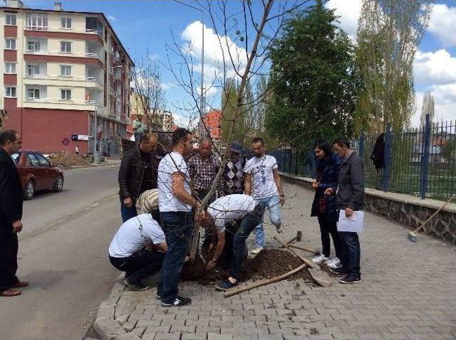 Kars Belediyesi'nde Kenti Ağaçlandırıyor