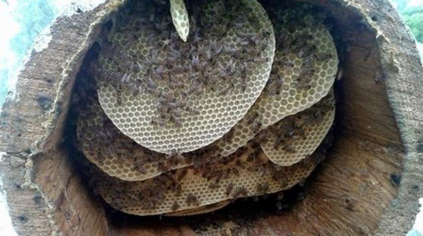 Aydın&rsquo;da Ana Arı &Uuml;retimi Yapan İşletmelerin Kontrol Ve Denetimi Yapıldı