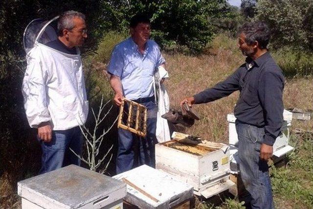 Aydın’da Ana Arı Üretimi Yapan İşletmelerin Kontrol Ve Denetimi Yapıldı