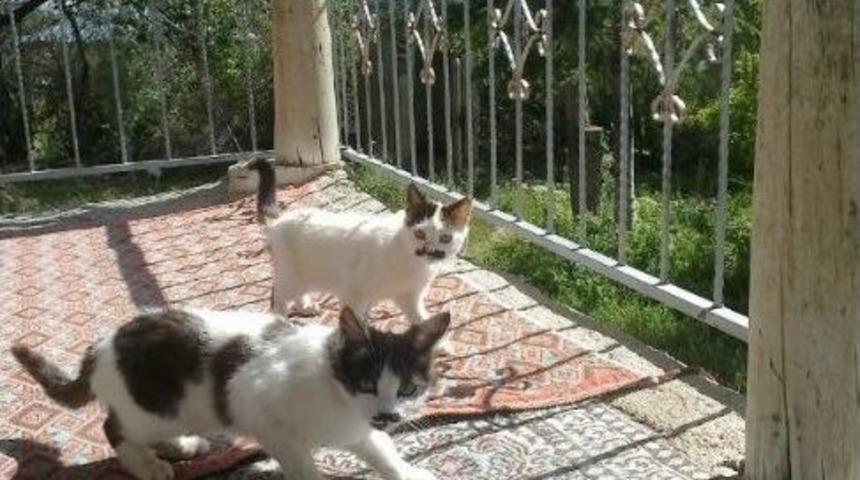 Siyah Bıyıklı Kediler İlgi Odağı