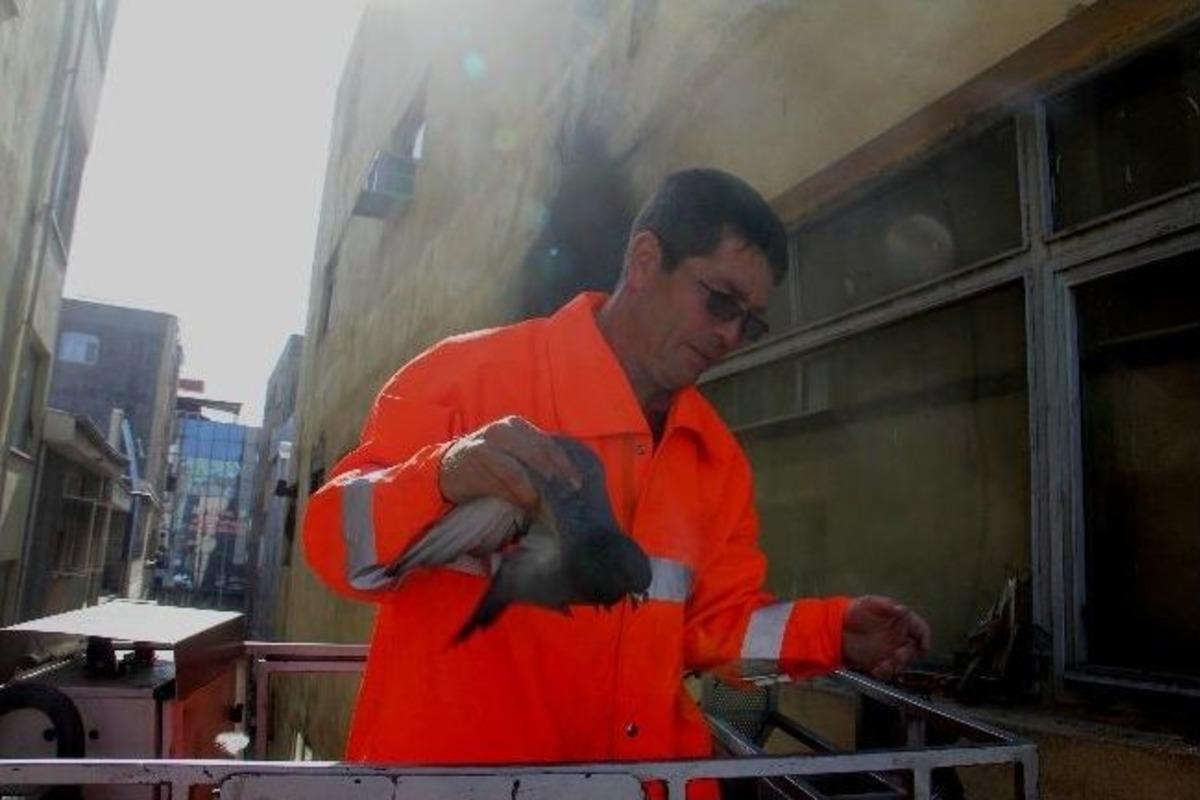 Iğdır'da G&uuml;vercin Kurtarma Operasyonu