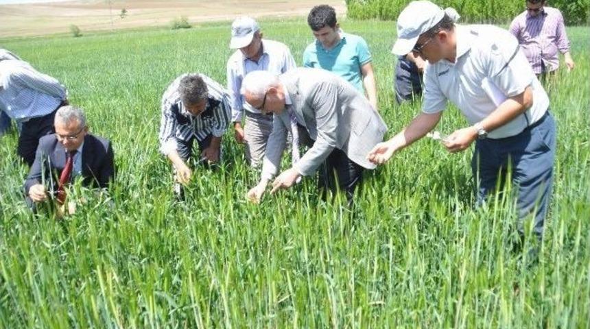 S&uuml;neye Karşı Biyolojik M&uuml;cadele Başladı