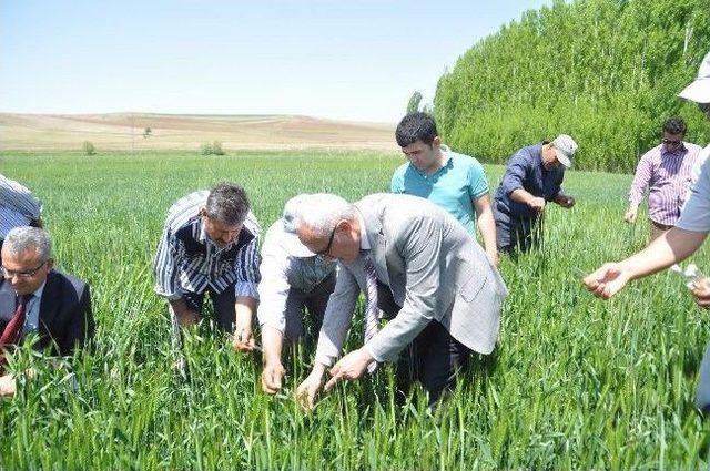 S&uuml;neye Karşı Biyolojik M&uuml;cadele Başladı 1
