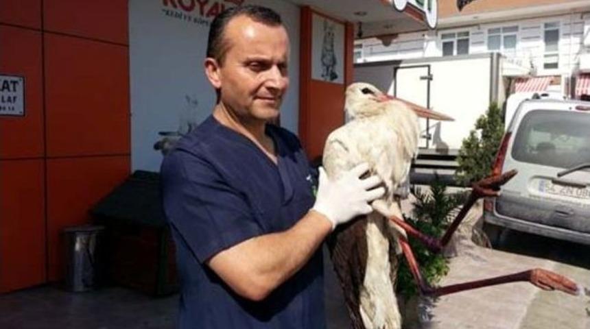 Yaralı Leylek Tedavi Altına Alındı