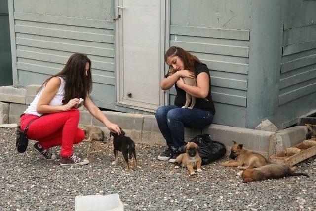 Sokak Hayvanları Yeni Yuvalarına Kavuşuyor