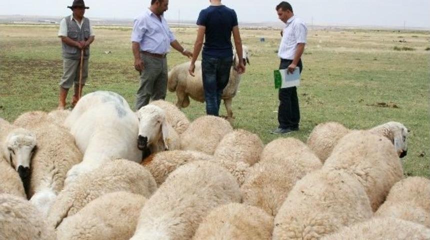 Aksaray&rsquo;ın Hayvan Sayısı Belirleniyor
