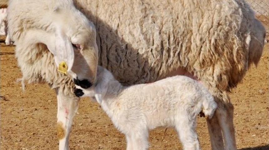 Aksaray&rsquo;da 350 Bin Hayvana 7 Milyon Destek &Ouml;demesi