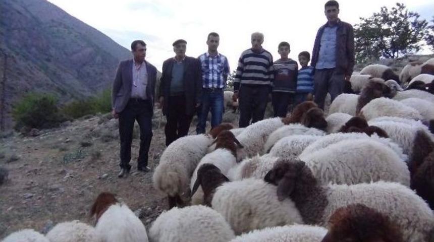 Koyun Ve Ke&ccedil;i Yetiştiricileri Sahada Bilgilendirildi