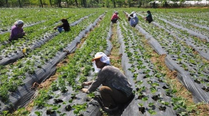 Ordu&rsquo;nun &Ccedil;ilek Deposu