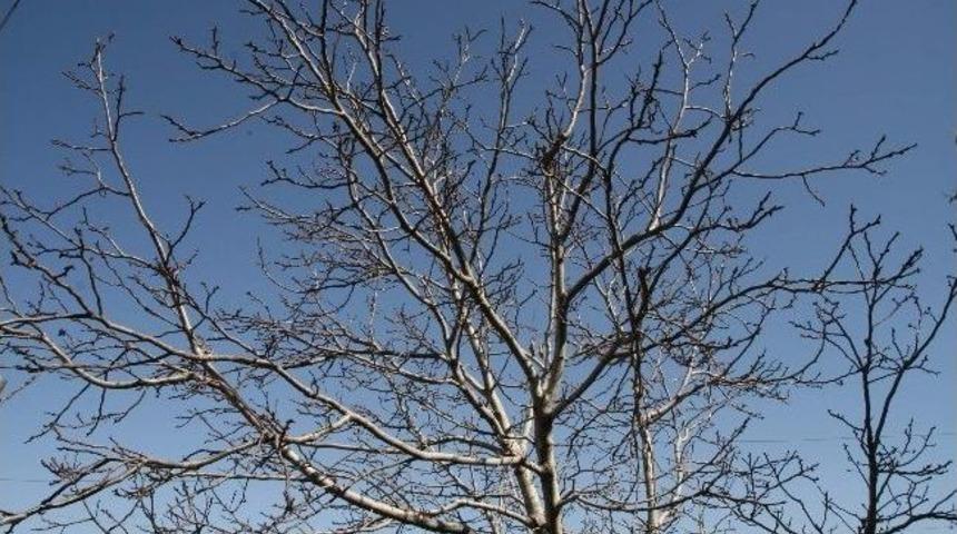 Yozgat’ta Soğuk Vuran Ceviz Ağaçları Yeşermedi