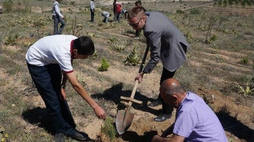 Baskil&rsquo;de Polensiz Ağa&ccedil; Fidanı Dikildi