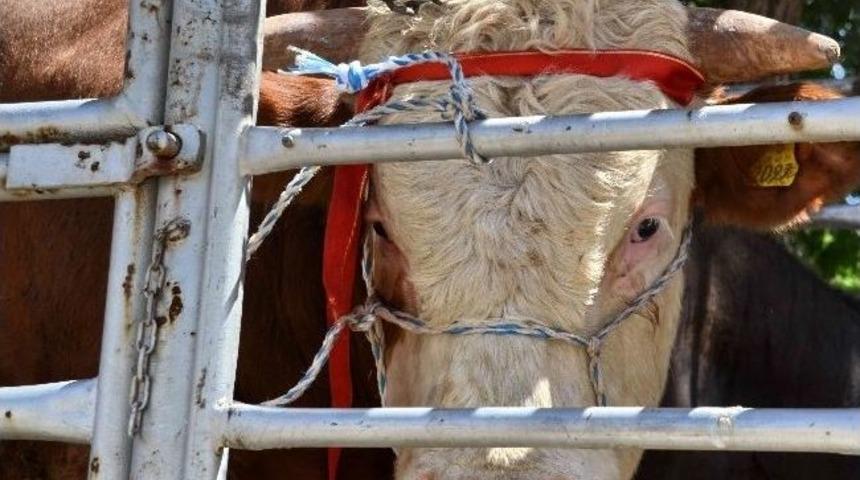 Belediye Hayır Yemeği İ&ccedil;in Kesilecek 11 Boğayı Teşhir Etti