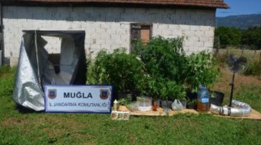 Odunlukta Esrar Serası