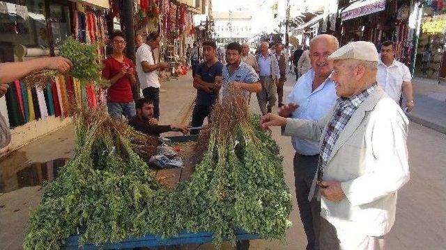 Yeşil Nohut Tezgahlarda Yerini Aldı