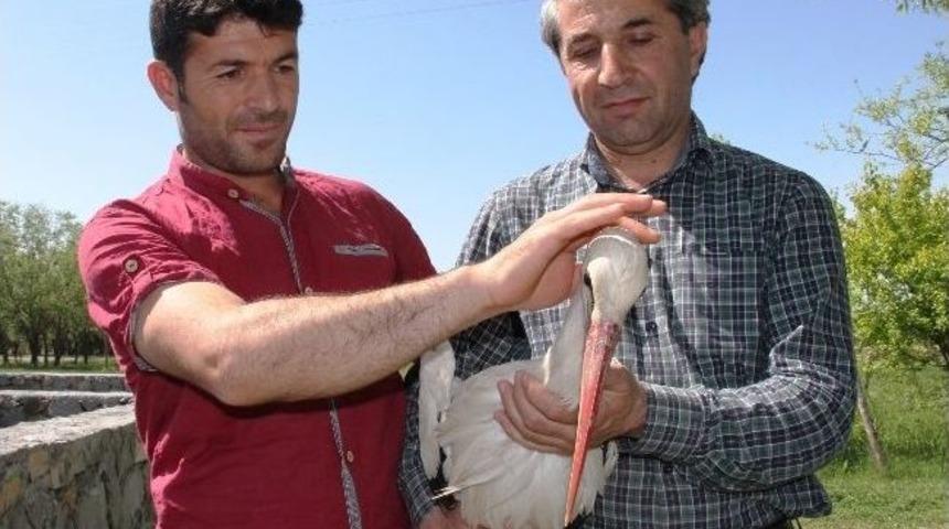 Iğdır&rsquo;da Yaralı Bulunan Leylek Tedavi Altına Alındı