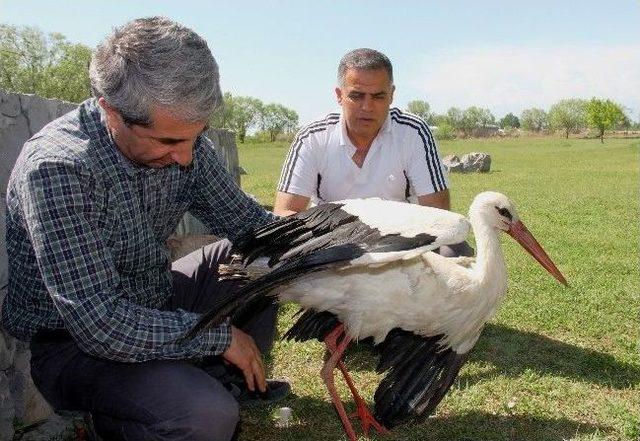 Iğdır’da Yaralı Bulunan Leylek Tedavi Altına Alındı