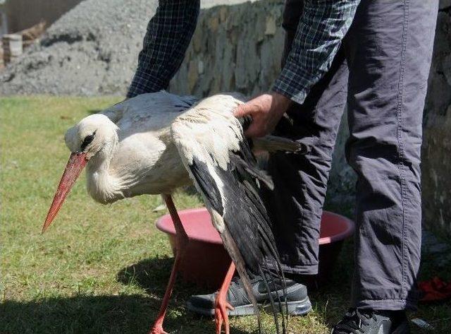 Iğdır’da Yaralı Bulunan Leylek Tedavi Altına Alındı