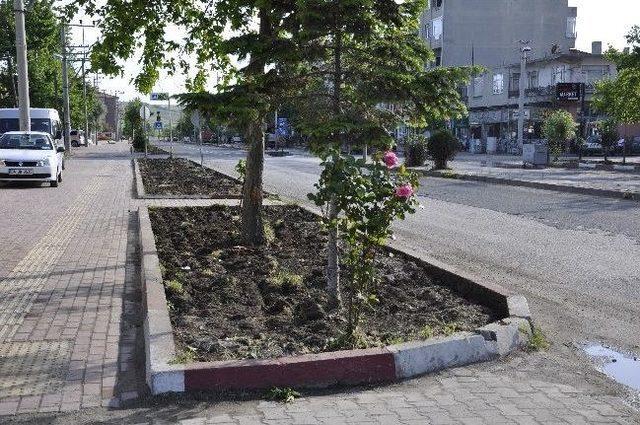 Muratlı Çimlendiriliyor 1