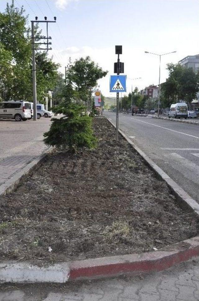 Muratlı Çimlendiriliyor 3