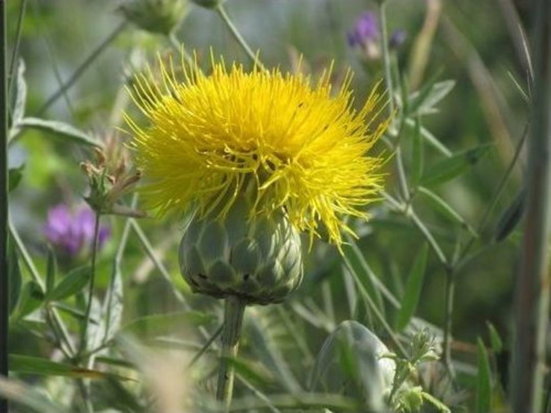 T&uuml;ll&uuml;şah Bitkisi Koruma Altına Alındı