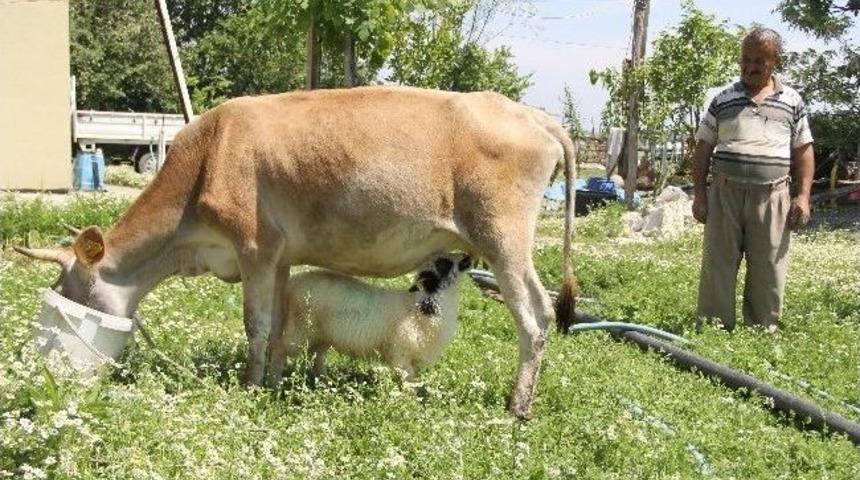 Annesinin Terk Ettiği Kuzuyu İnek Emziriyor