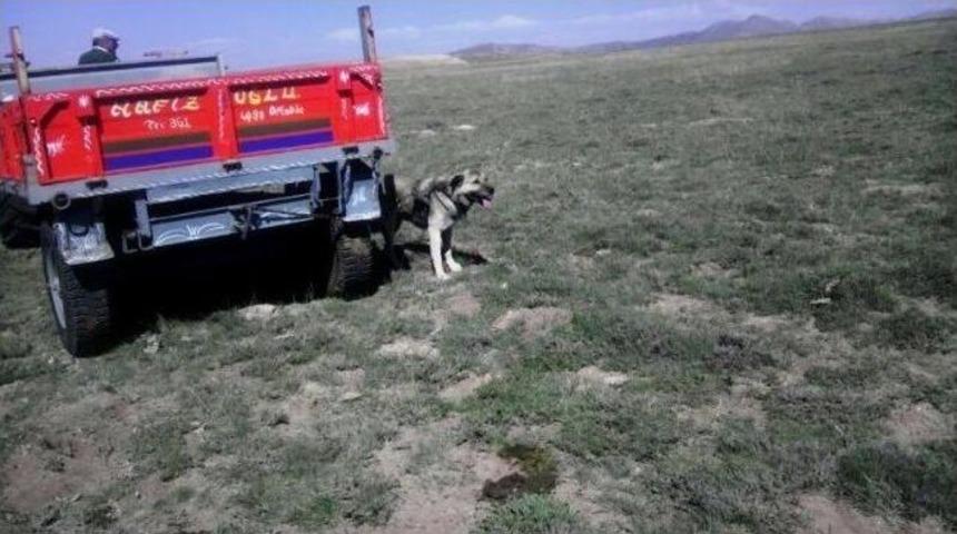 Aksaray'da Kuduz Paniği